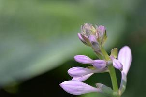 planta hosta bonita púrpura em flor foto