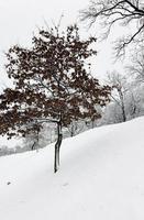 árvores no inverno foto