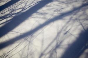 sombras das árvores foto
