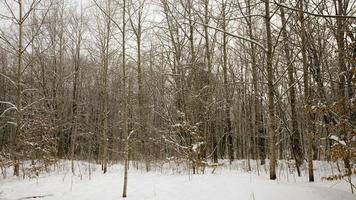 árvores cobertas de neve foto