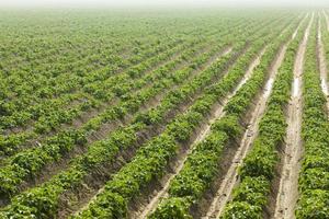 campo com batata foto