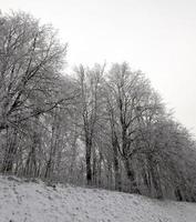 uma floresta de inverno foto