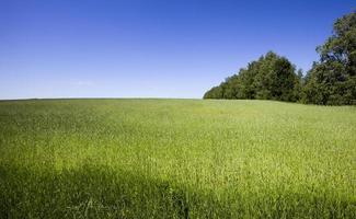 a paisagem agrícola foto