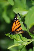 vista incrível de uma borboleta vice-rei laranja e preta foto