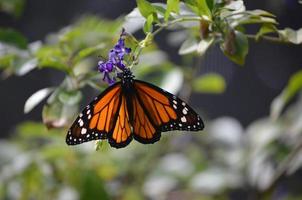 linda vista de uma borboleta vice-rei na natureza foto