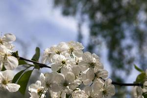 as árvores frutíferas em flor foto