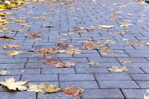 folhas na calçada, outono foto
