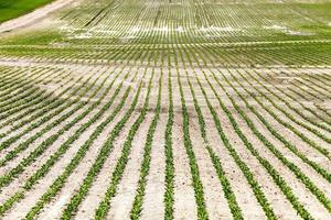 campo com beterraba foto