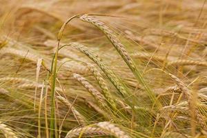 um campo agrícola onde cresce centeio dourado maduro foto