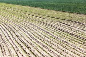 campo agrícola com cebola foto