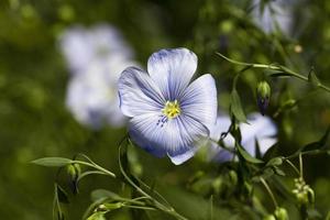 flor de linho foto