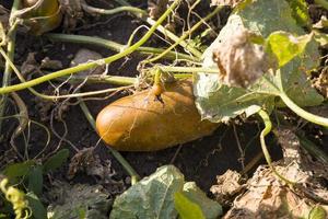 pepino, close-up, close-up foto