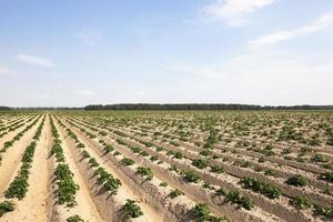 campo de batata, primavera foto