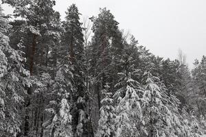 paisagem de inverno, queda de neve foto