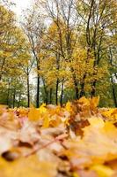 árvores de bordo amareladas no outono foto