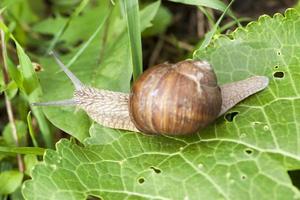 um caracol de uva foto