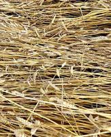 espigas de campo de trigo com grãos, presas ao chão. colher o crescimento da natureza. fazenda agrícola. foto