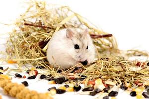 hamster jungar em um fundo branco foto