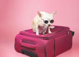 cachorro chihuahua marrom usando óculos escuros, sentado na mala rosa no fundo rosa. viajando com o conceito de cão. foto