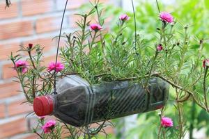 flores cultivadas em garrafas plásticas foto