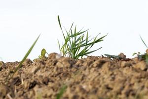 plantas de grama jovem, close-up foto