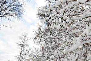 árvores cobertas de neve foto