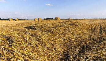 campos agrícolas com trigo ou centeio foto