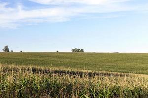 campo de milho, verão foto