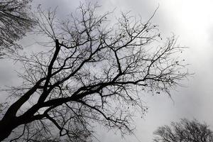 floresta escura, céu foto