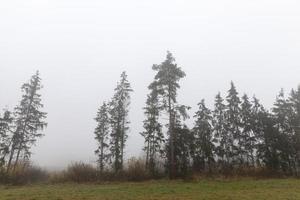 neblina paisagem de outono foto