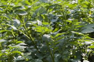 batatas de campo, close-up foto