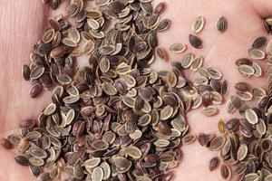 sementes de endro marrom maduras, close-up