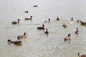 pequenos patos selvagens no território dos lagos foto