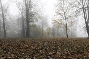 neblina na temporada de outono foto
