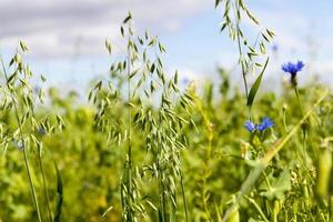 aveia de cereais na fazenda foto