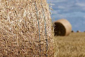 pilhas de palha de trigo foram deixadas após a colheita do trigo foto