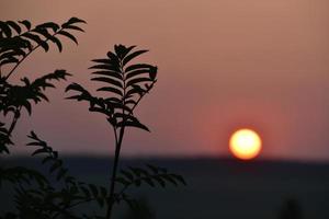 a bola vermelha do sol no horizonte do pôr do sol à noite e os galhos das árvores. foto