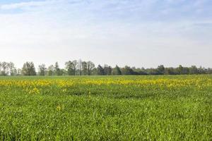 culturas de canola em um campo foto