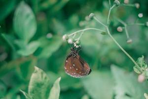 linda borboleta euploea midamus cor marrom escura empoleirada na flor branca foto premium