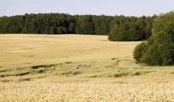 campo agrícola de verão foto