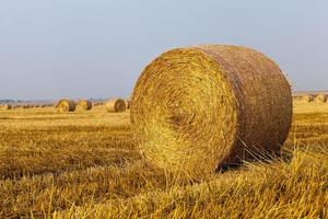 campo agrícola com pilhas de palha foto