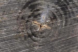 logs antigos, close-up foto