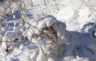 campo coberto de neve foto