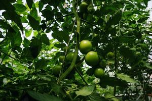 amadurecimento de frutos de tomate entre folhagem verde em uma estufa em um dia de verão foto