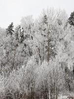 floresta de inverno fotografada foto