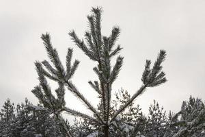 neve flutua no inverno foto