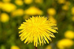 um dente de leão amarelo foto