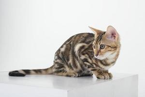 charmoso gato de bengala posando em um estúdio fotográfico foto