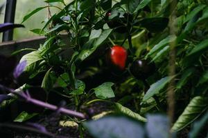 amadurecimento de frutos de pimenta entre folhagem verde em uma estufa em um dia de verão foto