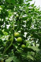 amadurecimento de frutos de tomate entre folhagem verde em uma estufa em um dia de verão foto